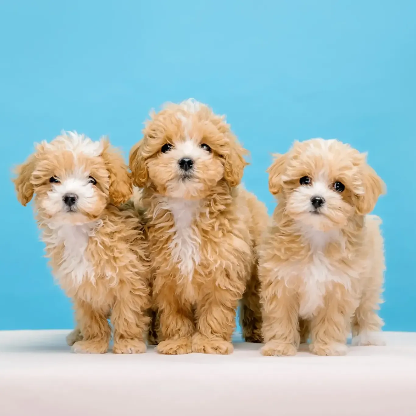 Maltipoos Puppies