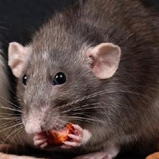 Ratsremoval Melbourne