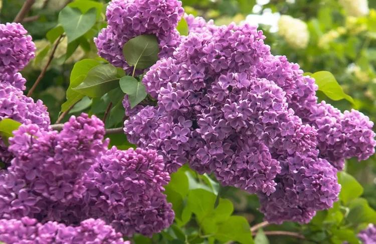 Sngine 37b8035941adfd4e3e3c5b393275129e