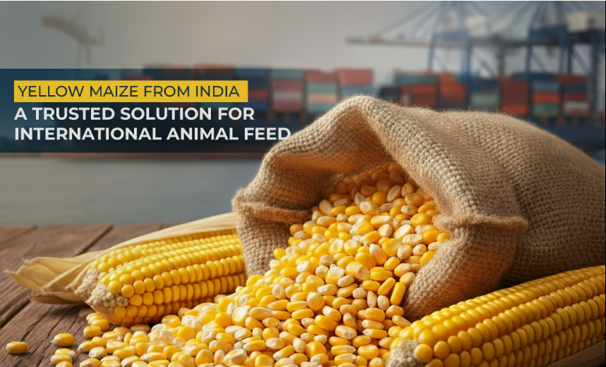 Sngine 6a0e61e15569eea0ddded5a6203f3d54