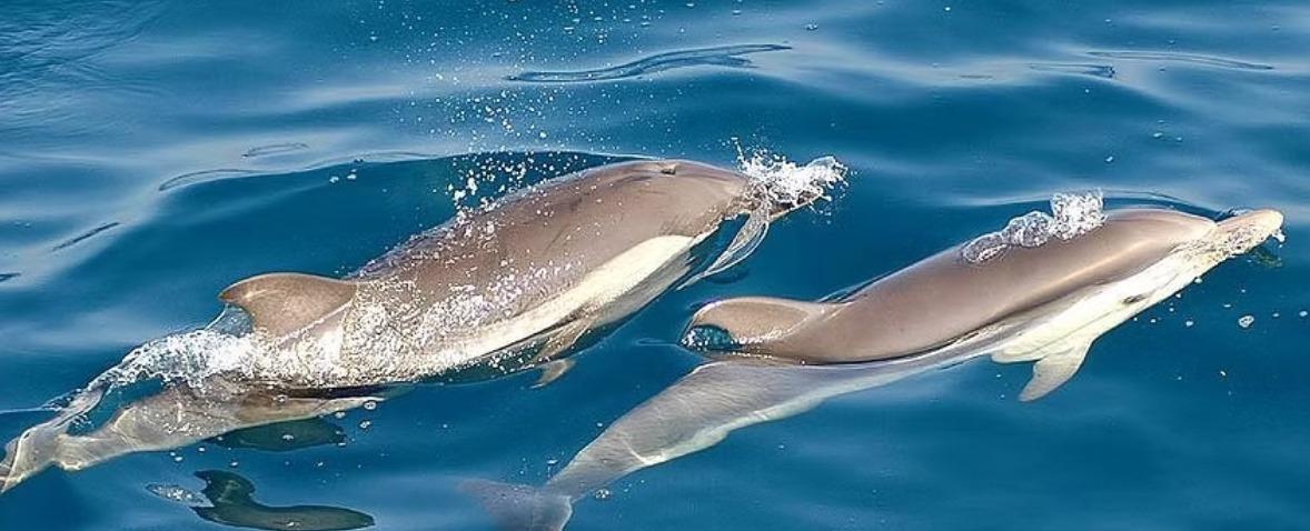 Sngine Dee9c8ce0e71269bc30c2a1d829ea76c